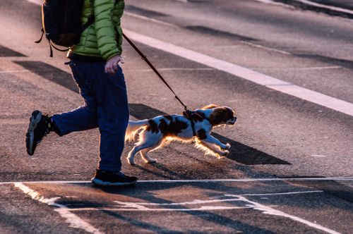 Free A man jogs with his Cavalier King Charles Spaniel on an urban street at sunset. Stock Photo