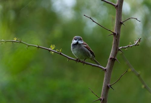 Free Close-up of an Eurasian Tree Sparrow perched on a thorny branch against a green background. Stock Photo