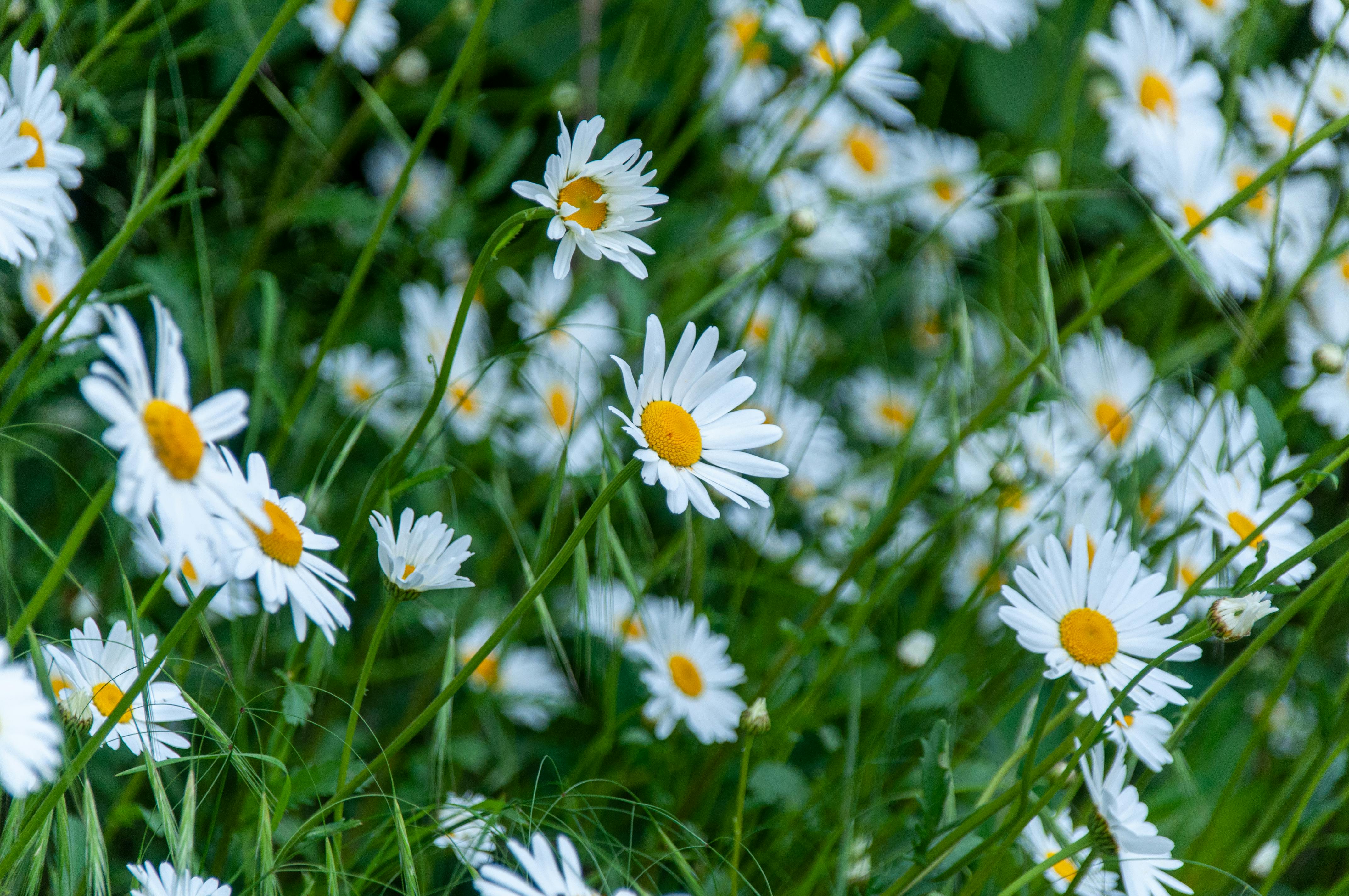 Zadarmo Žiarivé biele kvety sedmokrásky so žltými stredmi kvitnúce na sviežom zelenom poli, zachytávajúce podstatu leta. Fotka z fotobanky
