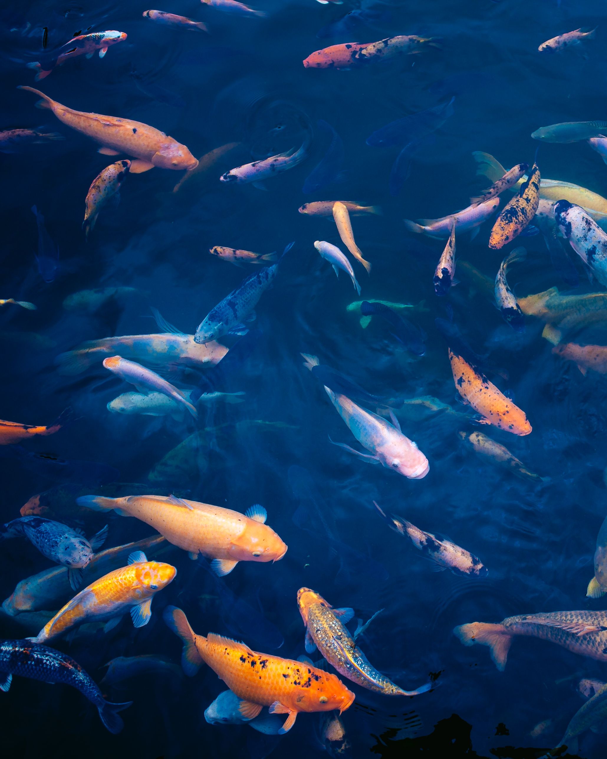 Colorful koi fish swimming gracefully in a serene pond in Ubud, Bali, showcasing nature's beauty.