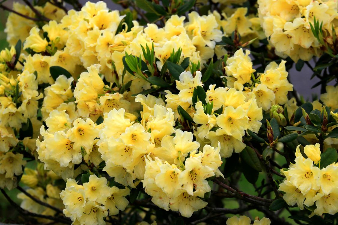 Yellow Rodedendron Yellow Rhododendron Blossoms in Full Bloom · Free Stock Photo