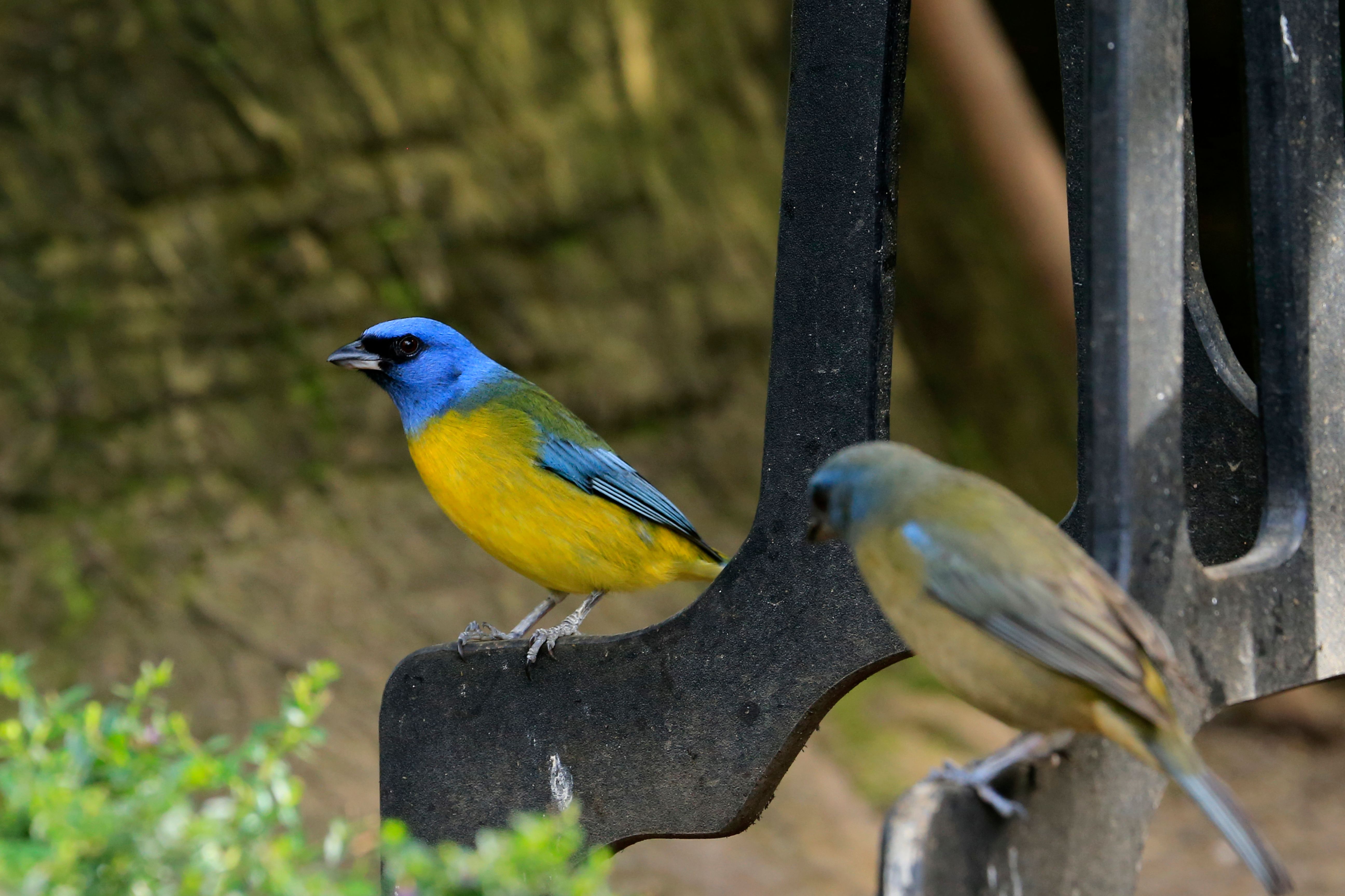 Vibrant blue-and-yellow birds perched on iron railing in lush garden setting.