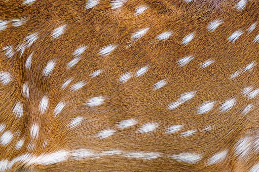 Detailed close-up of a spotted deer fur texture with distinct white spots on brown fur.