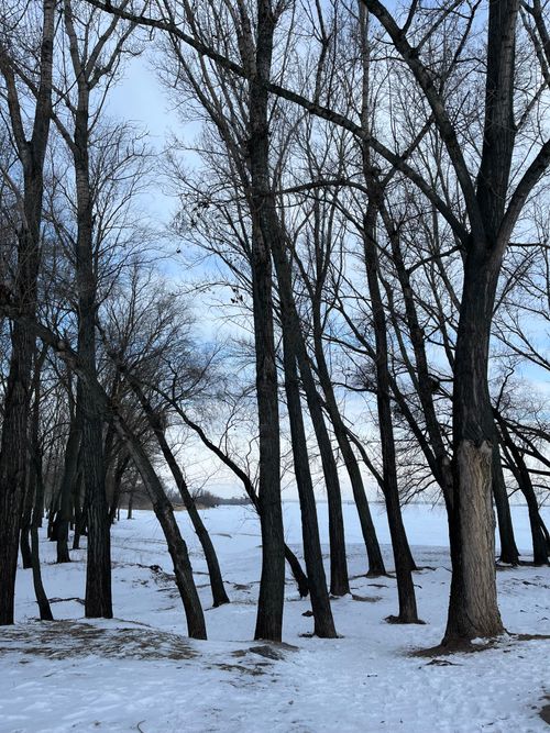 Free Serene winter forest scene with bare trees and snowy ground, evoking calm and solitude. Stock Photo