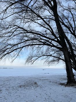 A serene winter scene featuring a bare tree by a frozen lake under a pale sky.