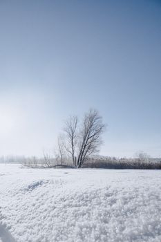Snow-covered field with a lone tree under a clear winter sky, evoking tranquility and purity.