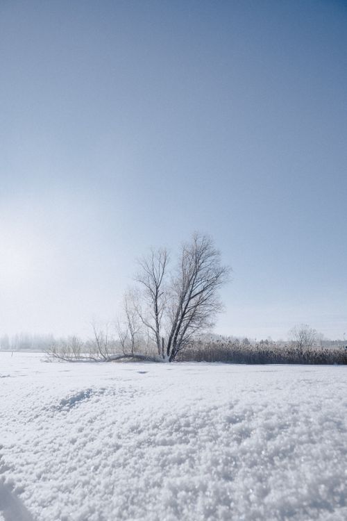 Free Snow-covered field with a lone tree under a clear winter sky, evoking tranquility and purity. Stock Photo