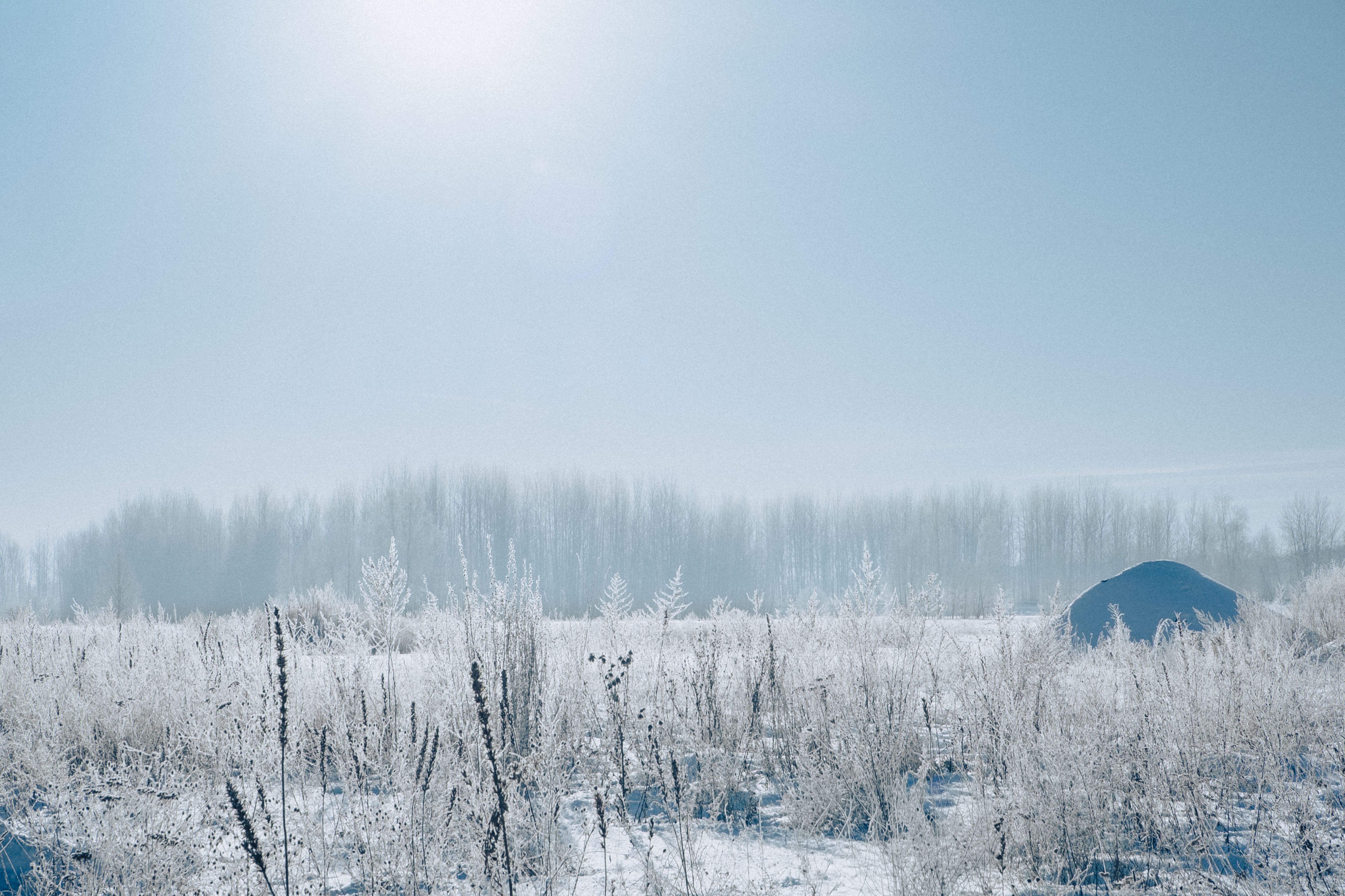 Serene Winter Landscape with Frosted Trees · Free Stock Photo