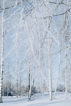 Peaceful winter scene featuring snow-covered birch trees and a clear blue sky.