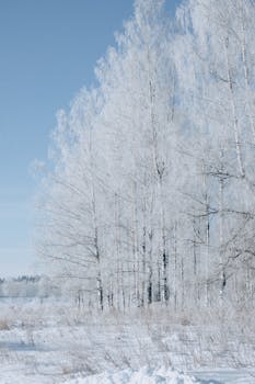 Beautiful winter scene featuring a tranquil grove of snow-draped trees and a clear blue sky.