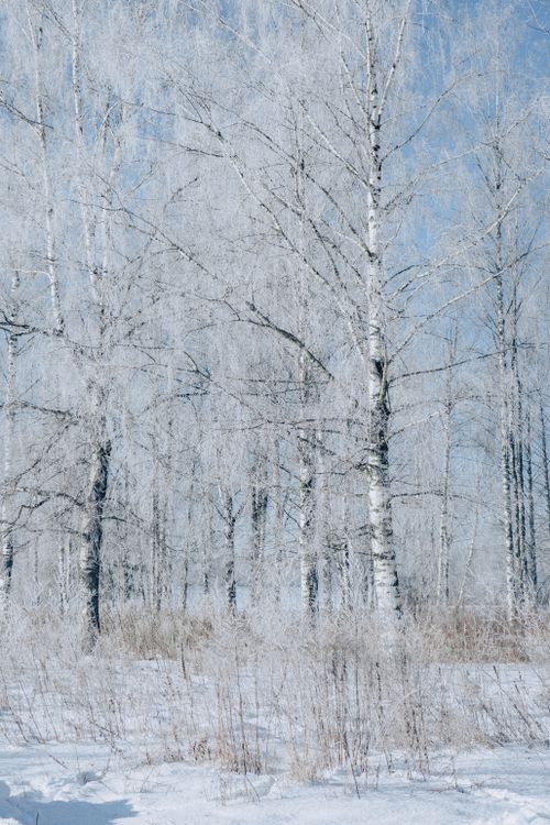 Free Serene landscape of frosty birch trees during winter, evoking tranquility. Stock Photo