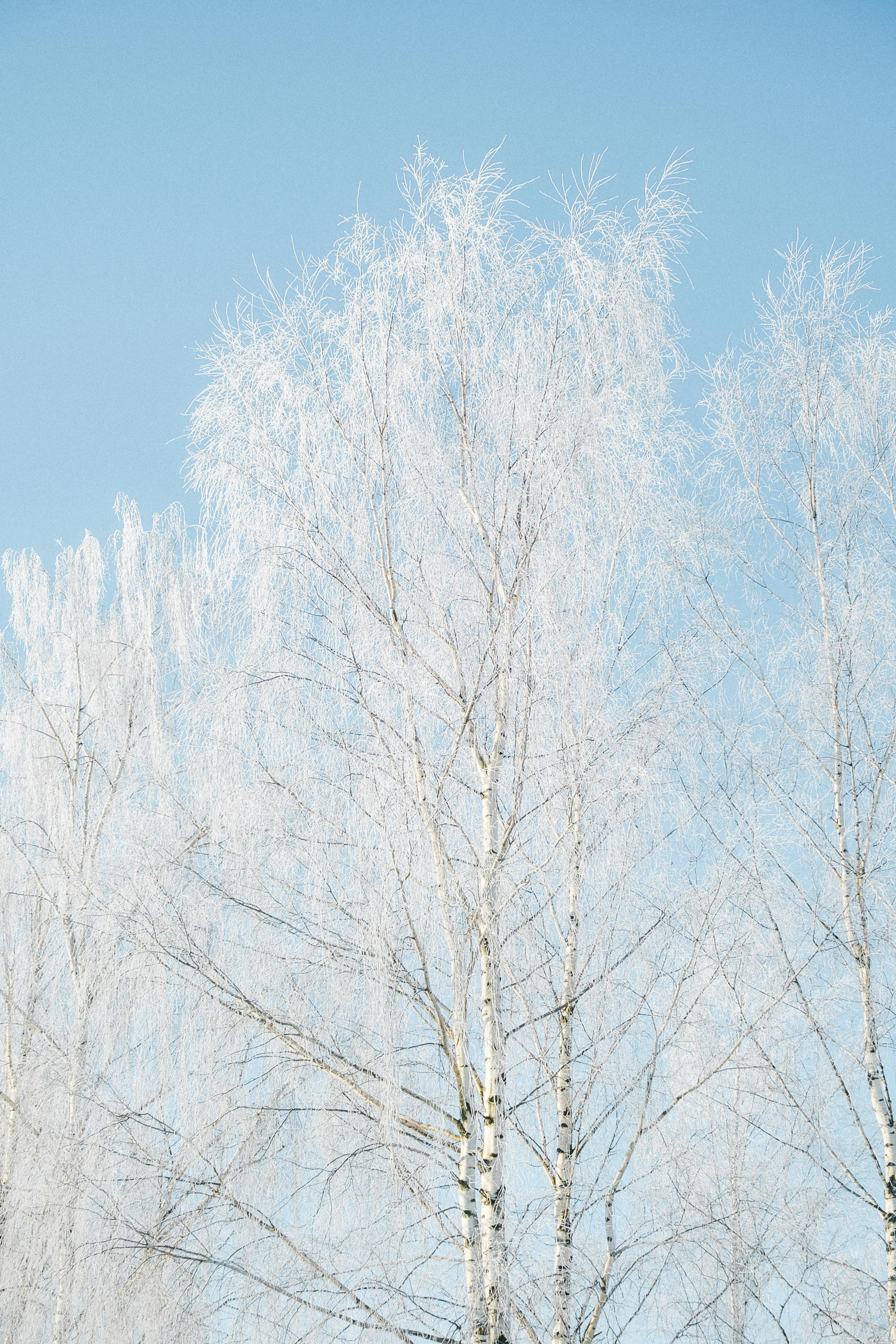 Frosty birch trees with snow against a bright blue sky, capturing winter's serene beauty.