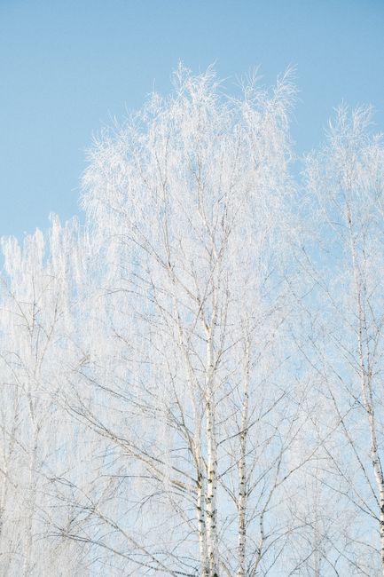 Frosty birch trees with snow against a bright blue sky, capturing winter's serene beauty.