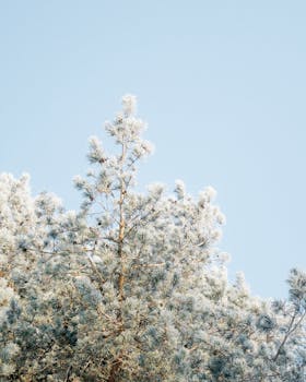 Frosty pine tree branches covered in snow against a bright blue winter sky.