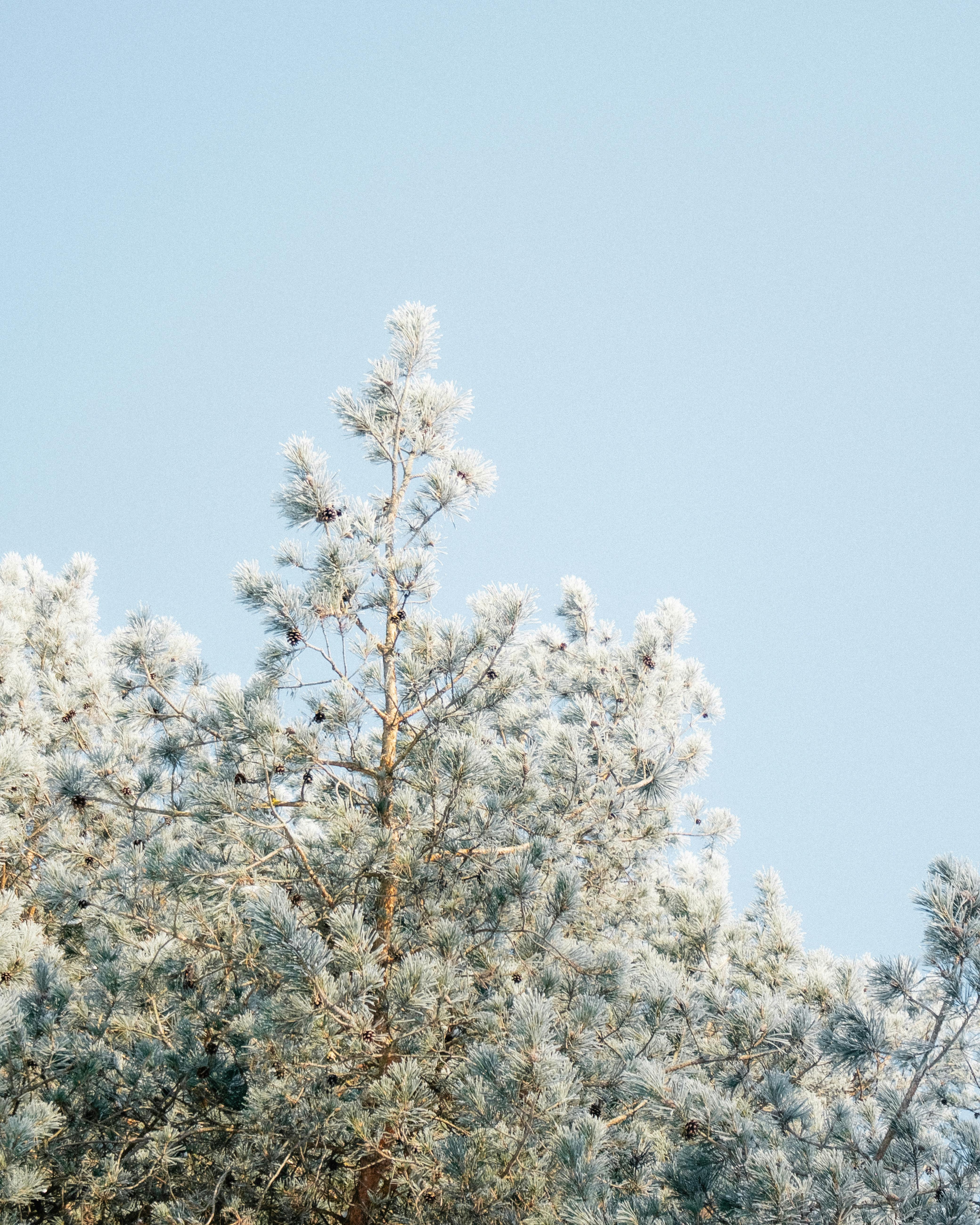 Gratis Ramas de pino escarchadas cubiertas de nieve contra un cielo invernal azul brillante. Foto de stock