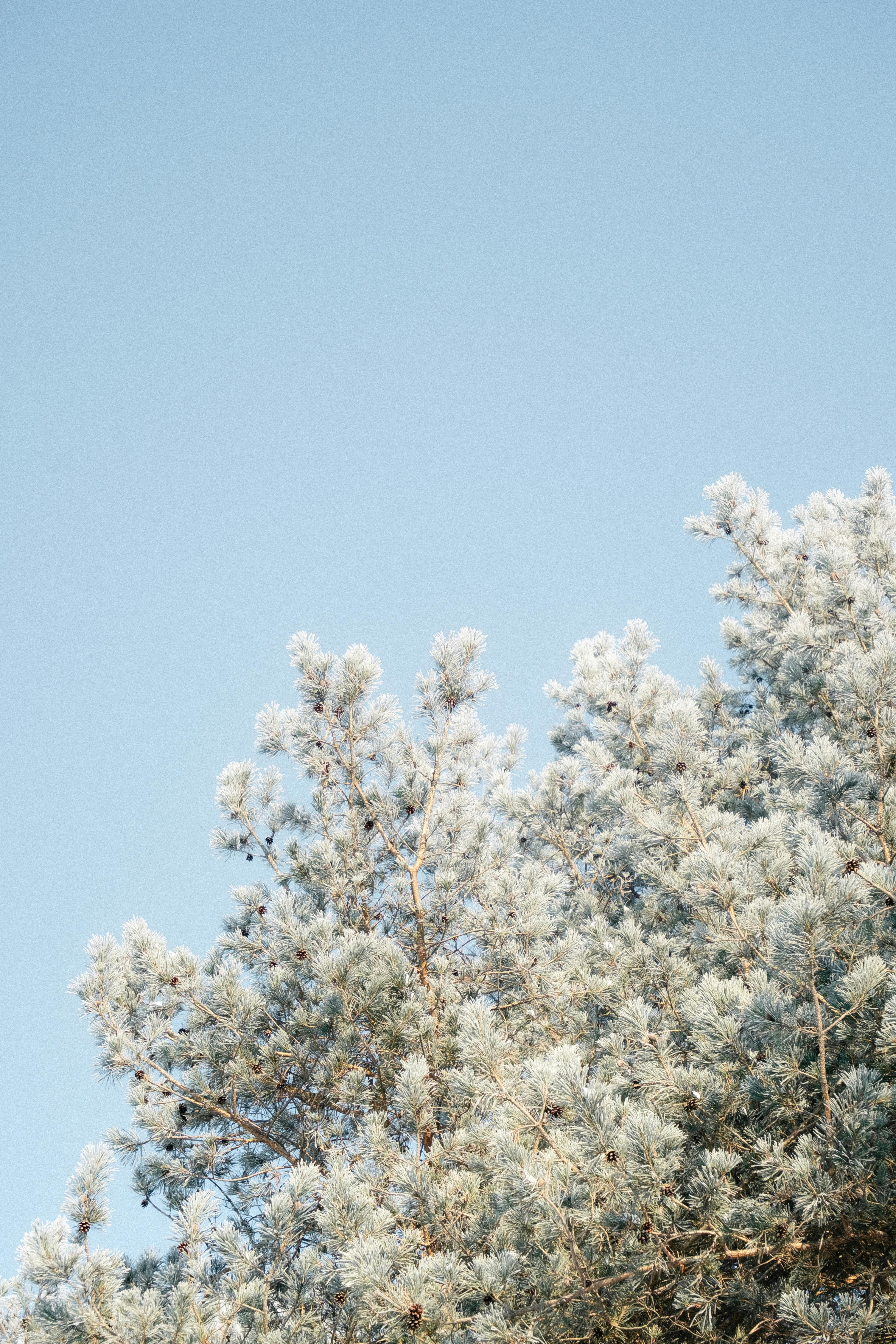 Miễn phí Những cành thông phủ sương giá nổi bật trên nền trời xanh trong vắt, ghi lại vẻ đẹp tĩnh lặng của mùa đông. Ảnh lưu trữ