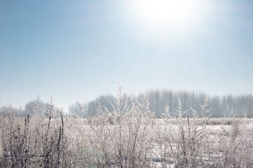 Free A tranquil winter scene featuring frosted plants and trees under a bright blue sky. Stock Photo