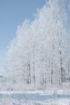 Frost-covered birch trees in a serene winter landscape under a clear blue sky.