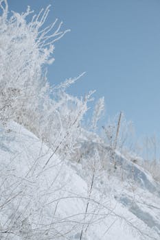 A serene winter scene with frosted branches and snow under a clear blue sky.