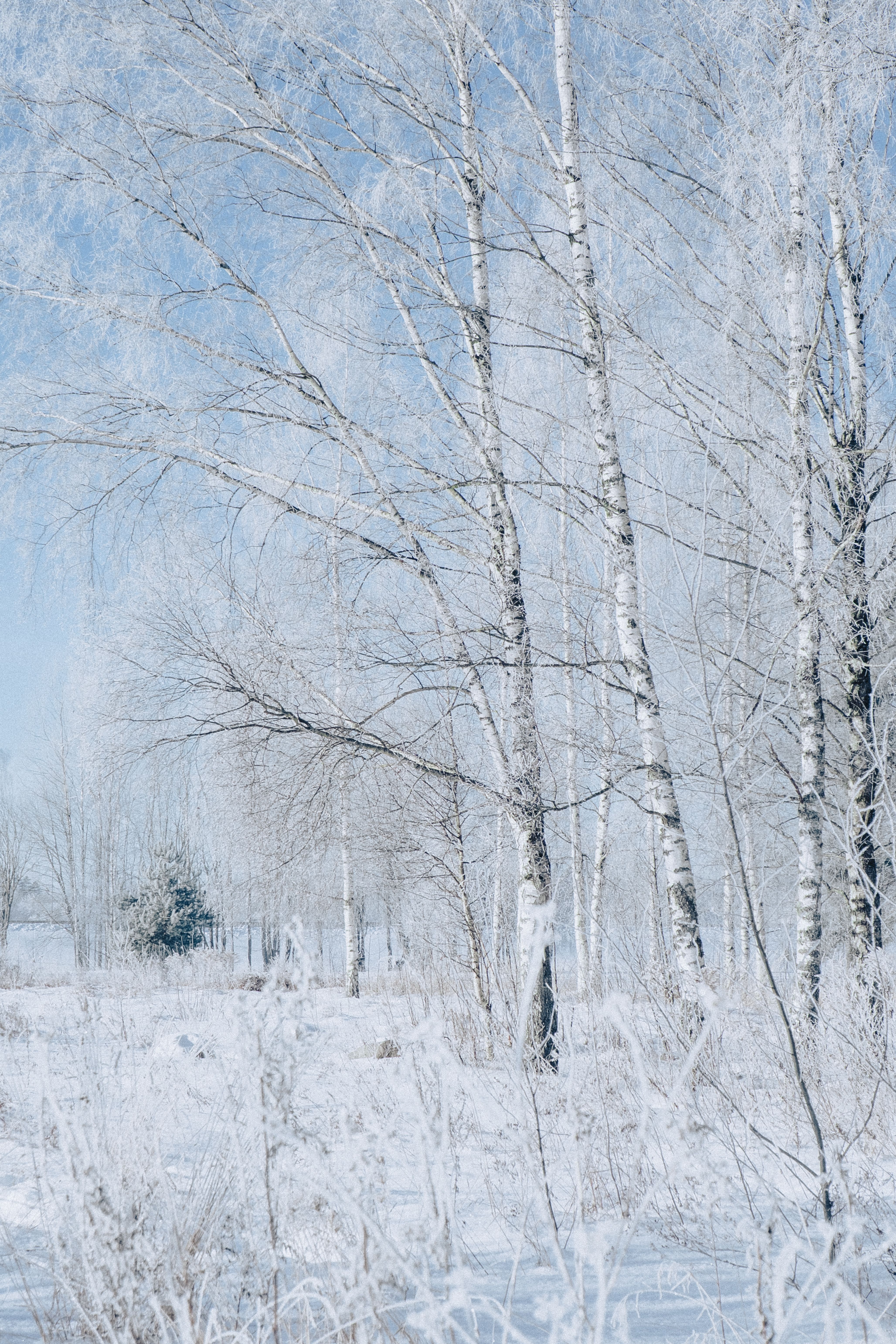 Serene Winter Landscape with Frosted Trees · Free Stock Photo
