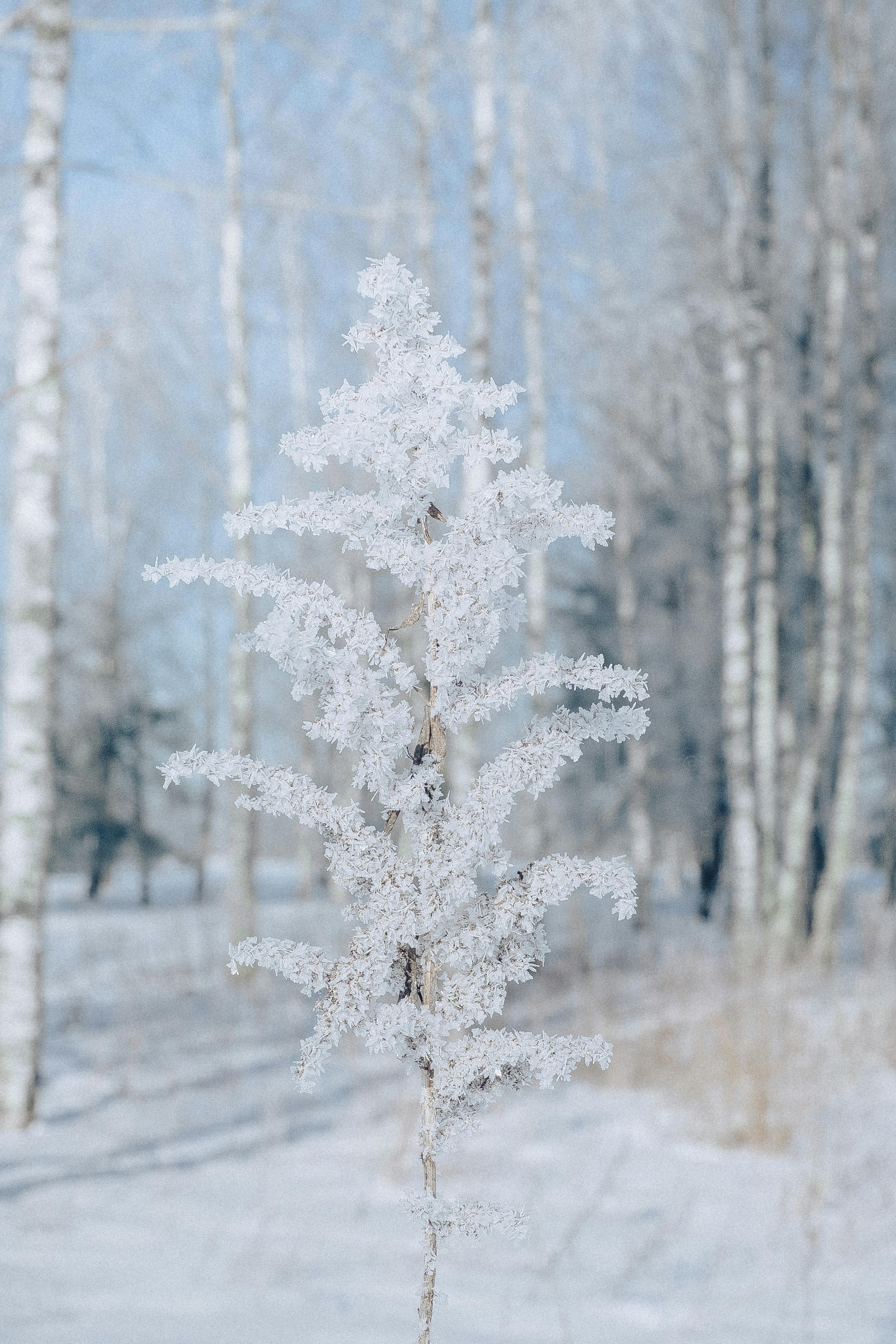 A single tree covered in frost, standing in a serene snowy winter landscape.
