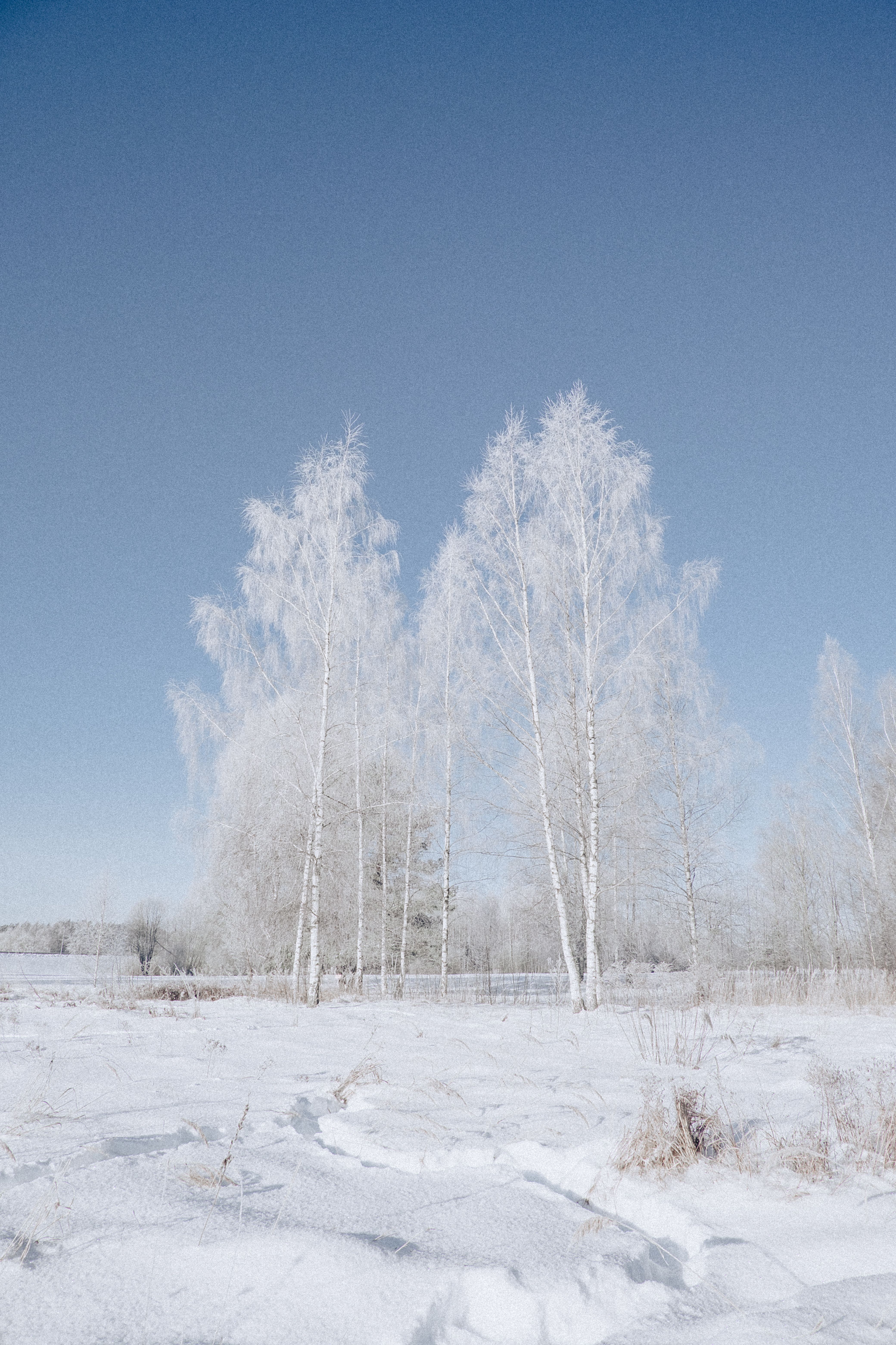 Serene Winter Landscape with Frosted Trees · Free Stock Photo