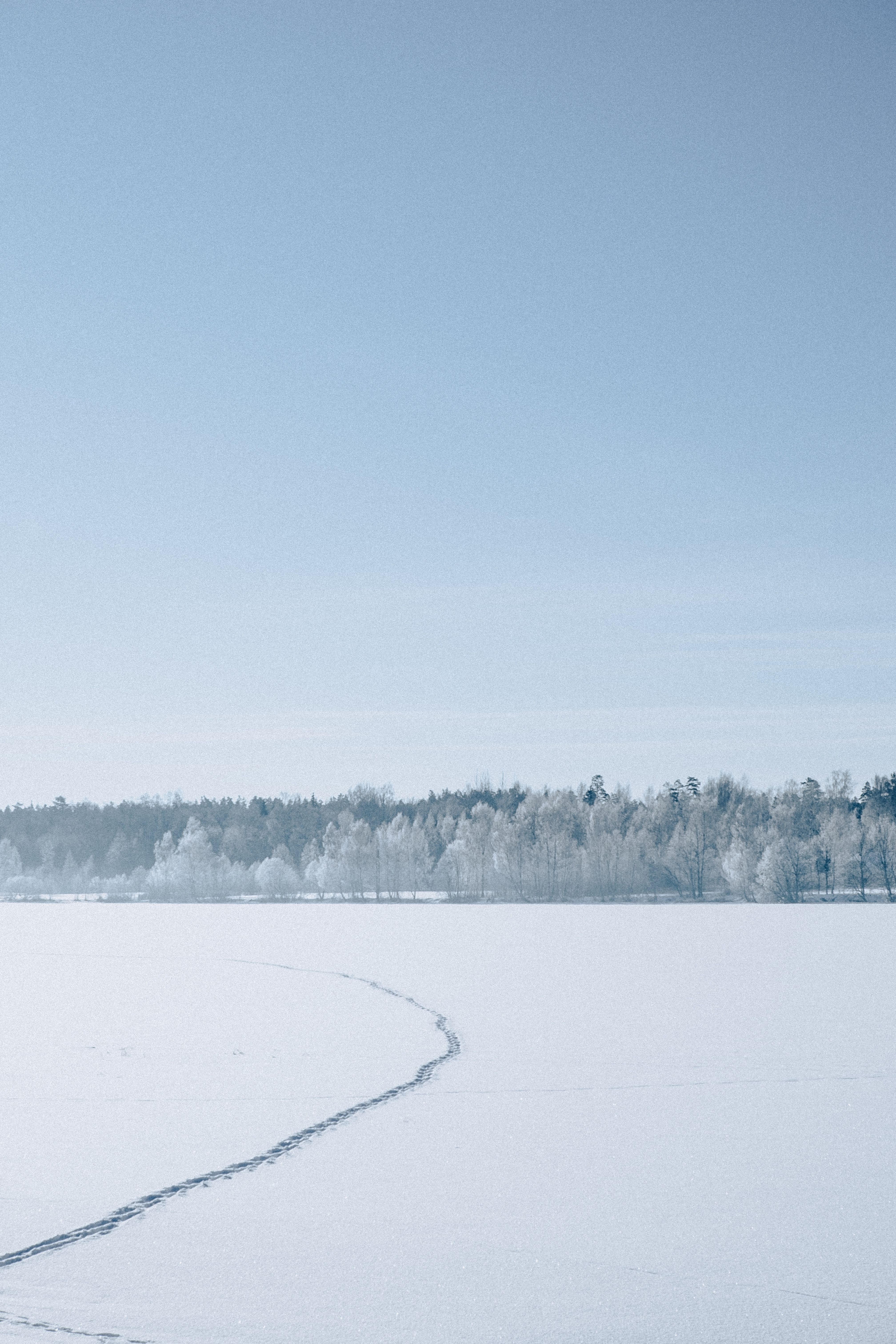 Serene Winter Landscape with Snowy Trees · Free Stock Photo