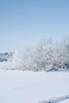 Serene winter landscape of snow-covered trees and frozen lake under clear blue sky.