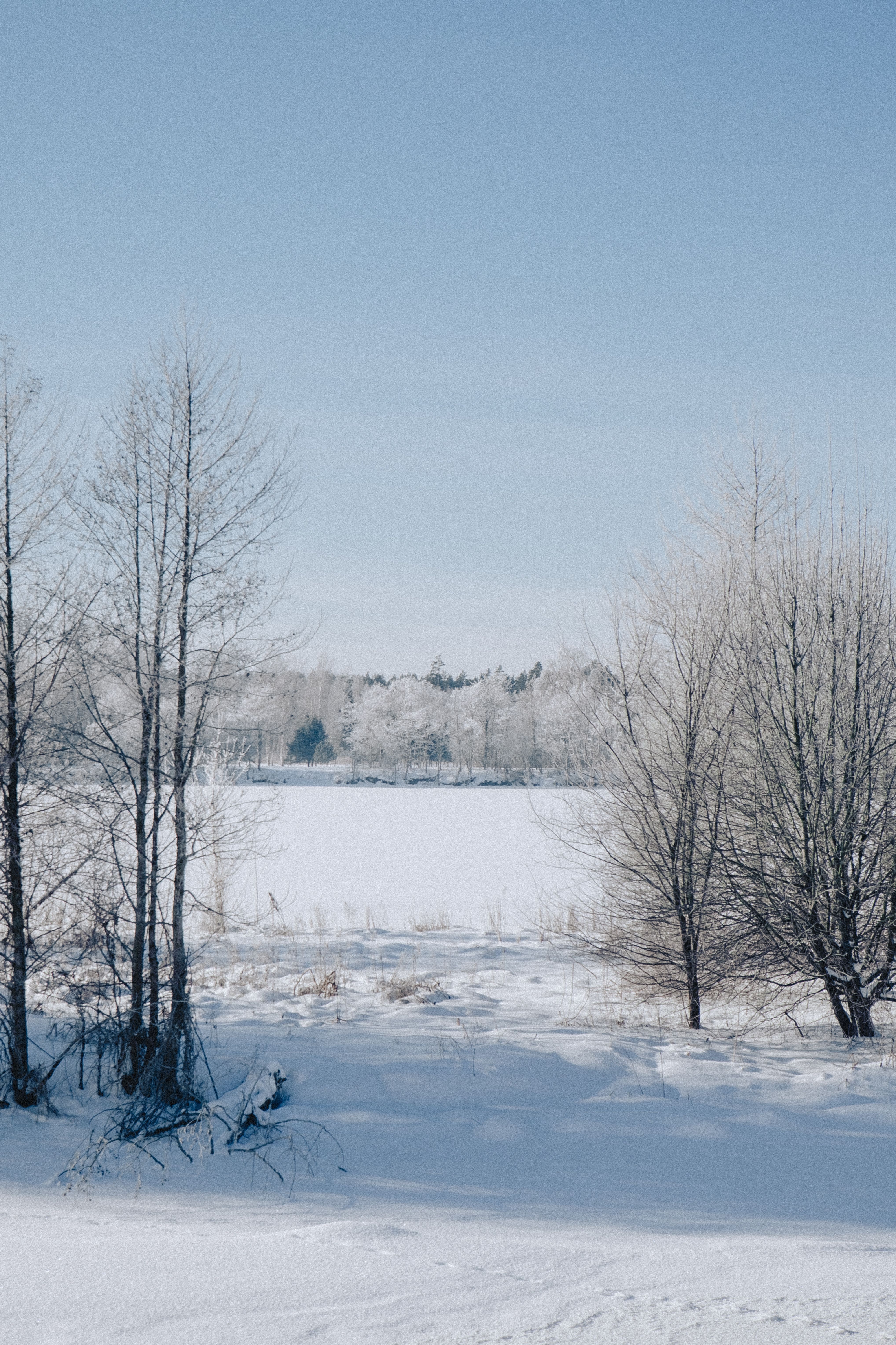 Serene Winter Landscape with Snowy Trees · Free Stock Photo