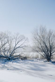 Beautiful winter scene featuring snow-laden trees under a clear blue sky, conveying peace and tranquility.