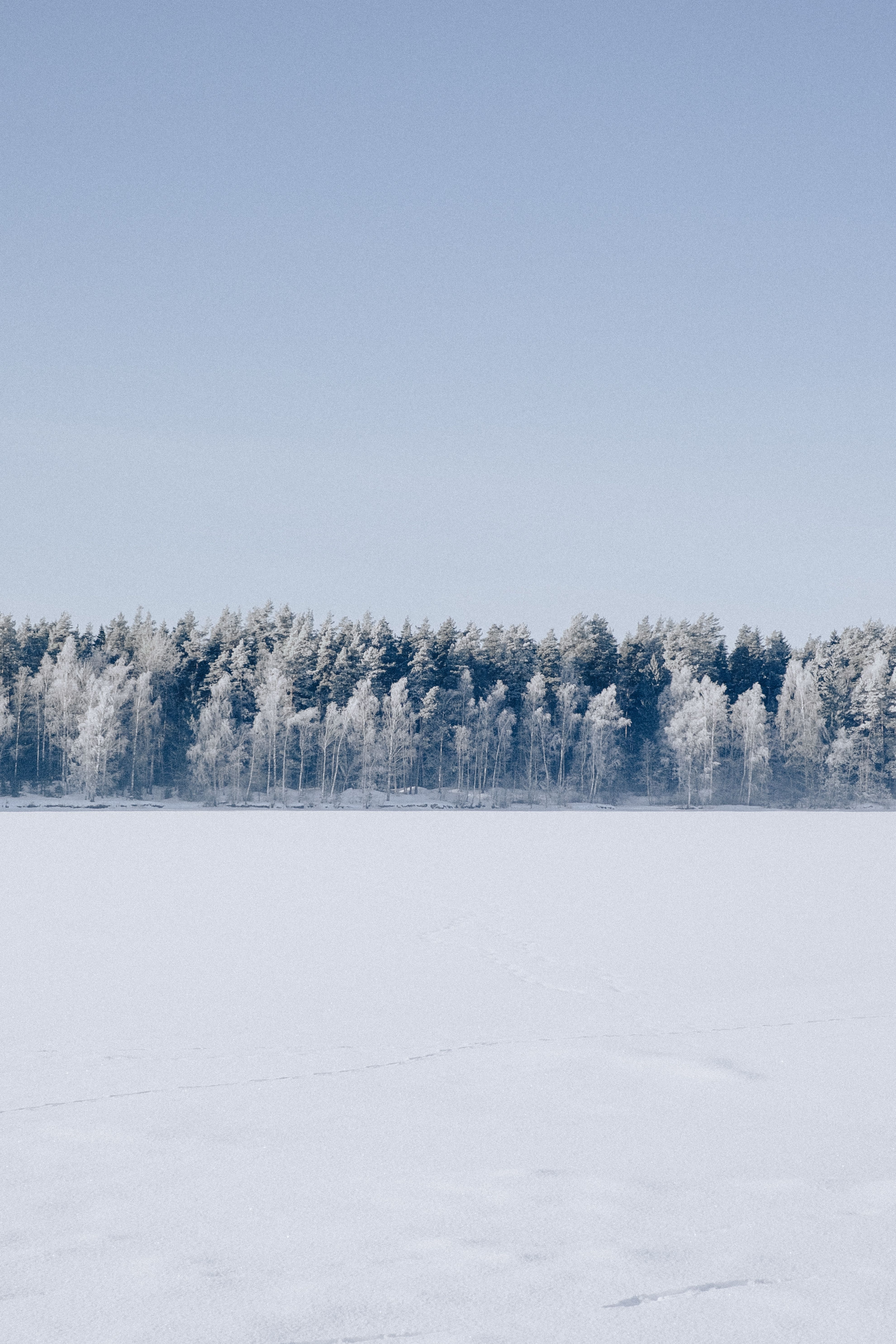 Serene Winter Landscape with Snowy Forest · Free Stock Photo