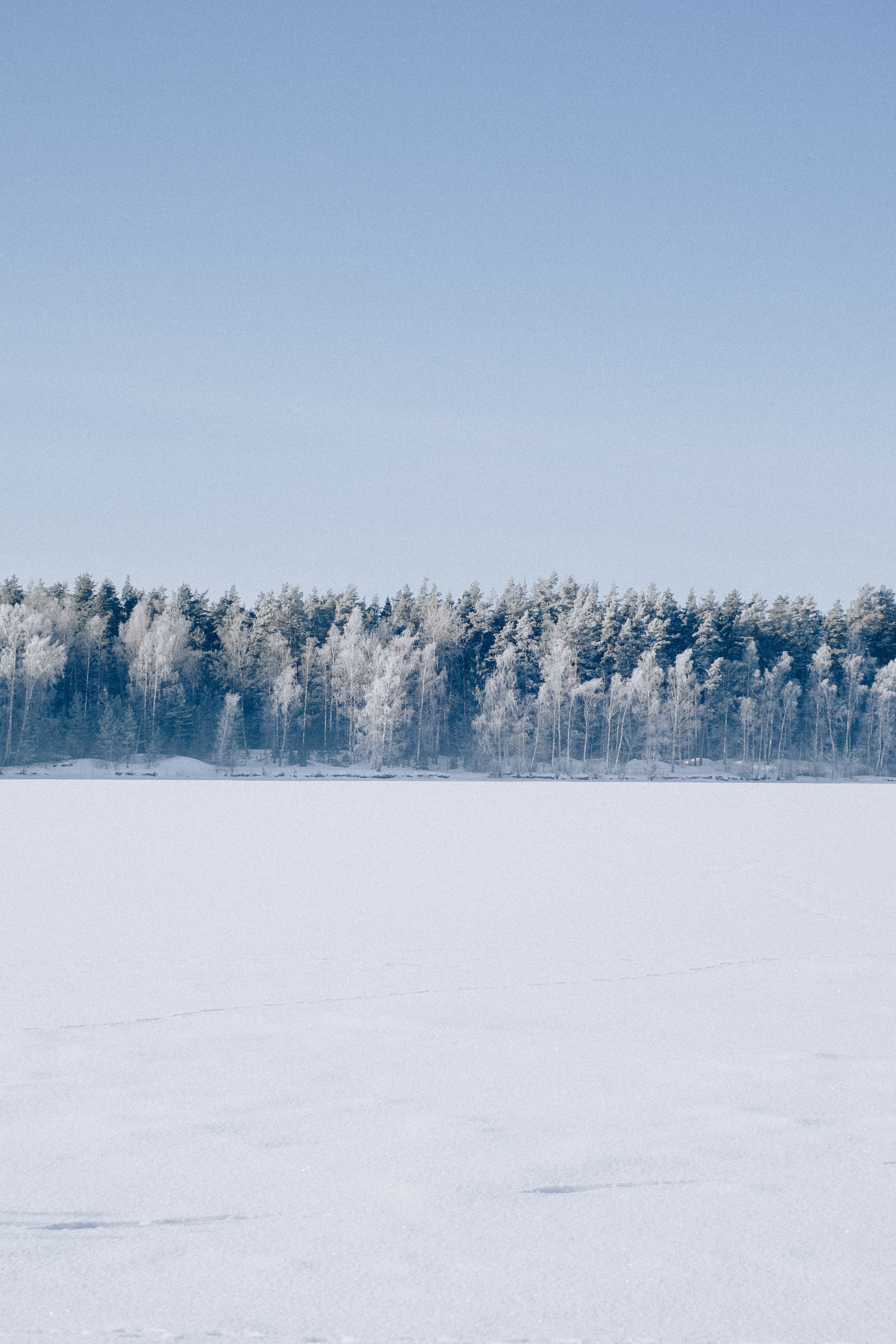 Serene Winter Landscape with Snowy Trees · Free Stock Photo