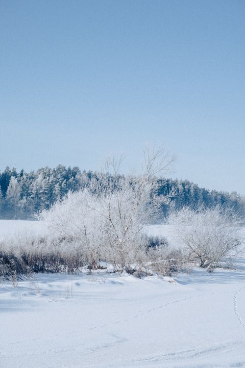 Free Peaceful snowy scene featuring frosty trees and blue sky in a wintery forest setting. Stock Photo