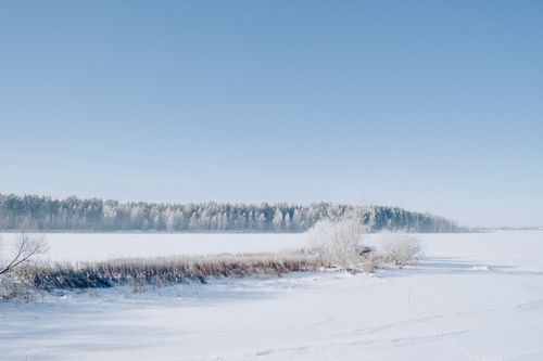 Free Peaceful snowy field with frost-covered trees under a clear blue sky. Winter tranquility in nature. Stock Photo