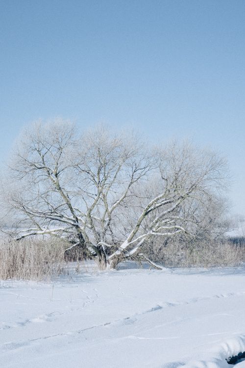 Free Beautiful snowy scene featuring a snow-covered tree in a tranquil winter setting. Stock Photo