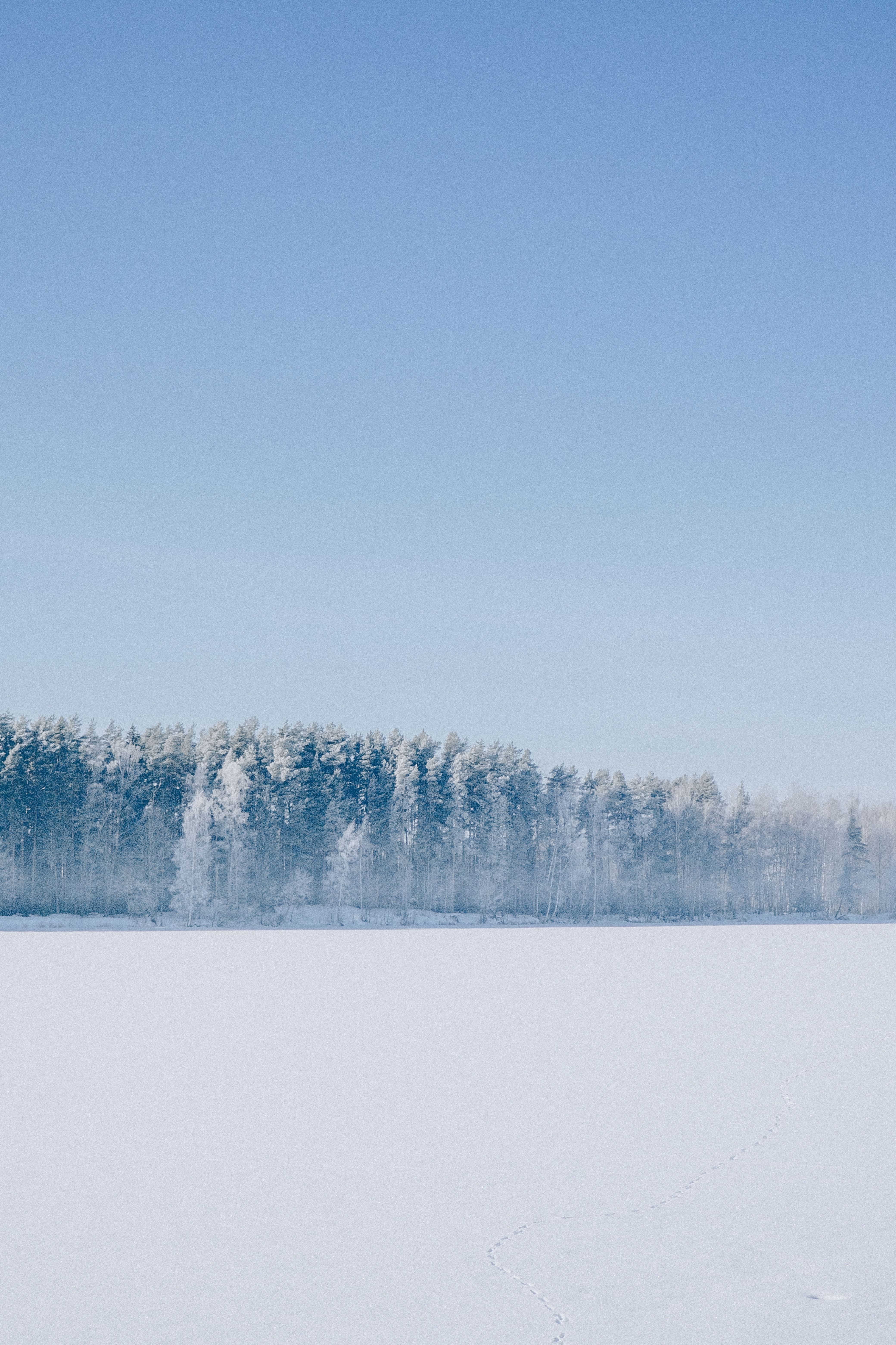 Serene Snowy Landscape with Frosted Trees · Free Stock Photo
