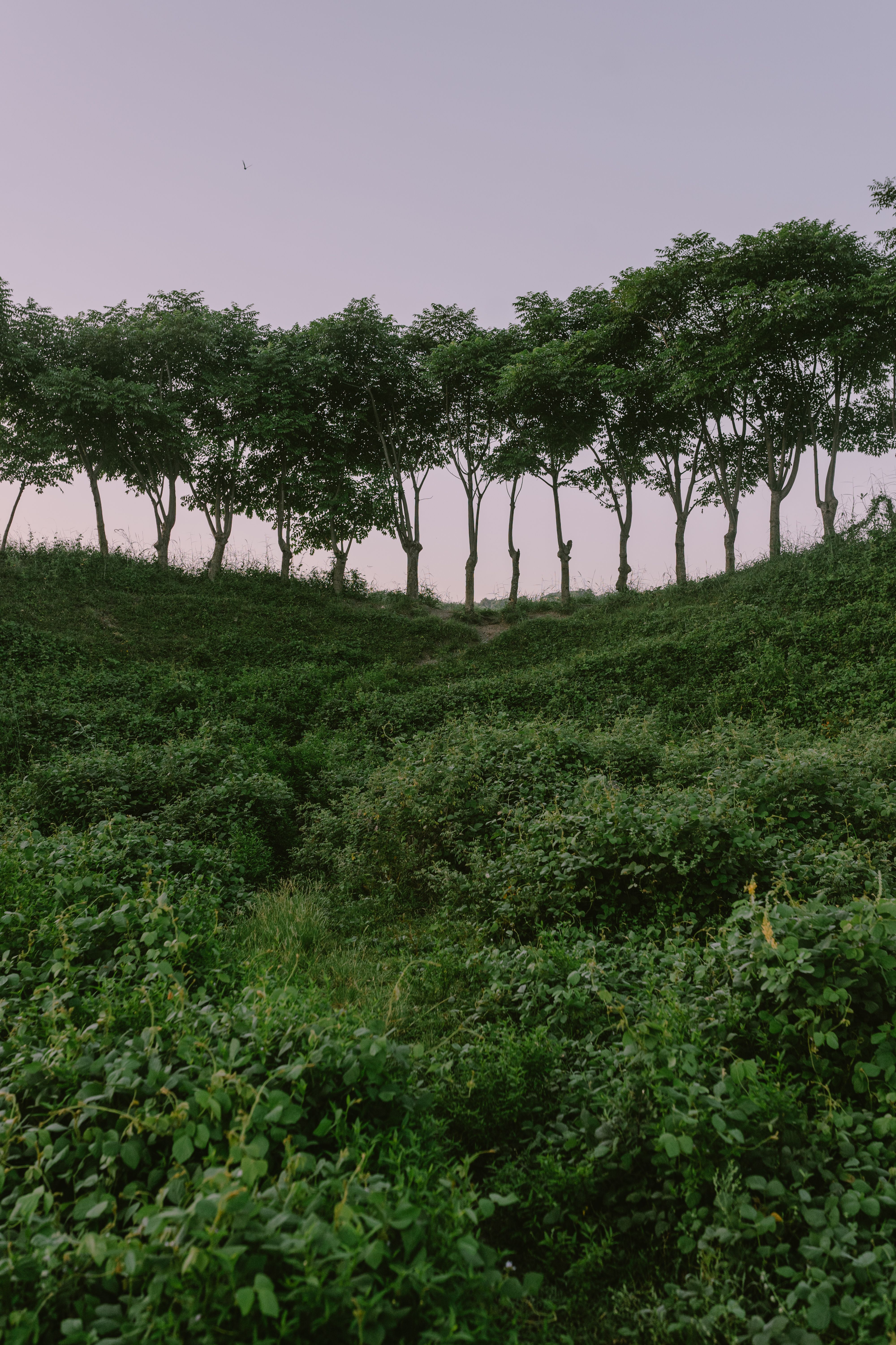 A tranquil tree-lined bluff surrounded by dense green foliage under a pastel sky.