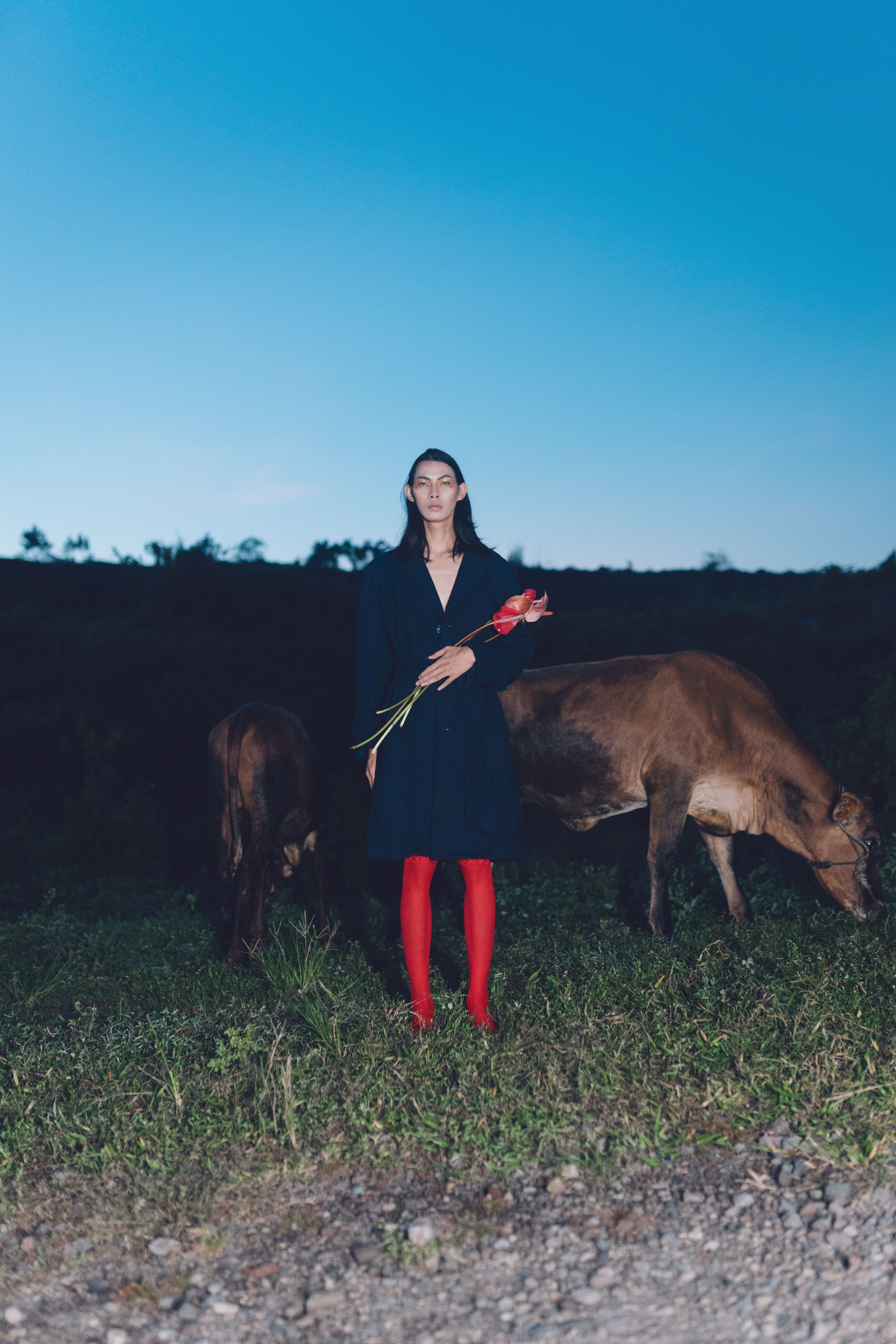 Woman with Red Roses and Cows at Twilight · Free Stock Photo