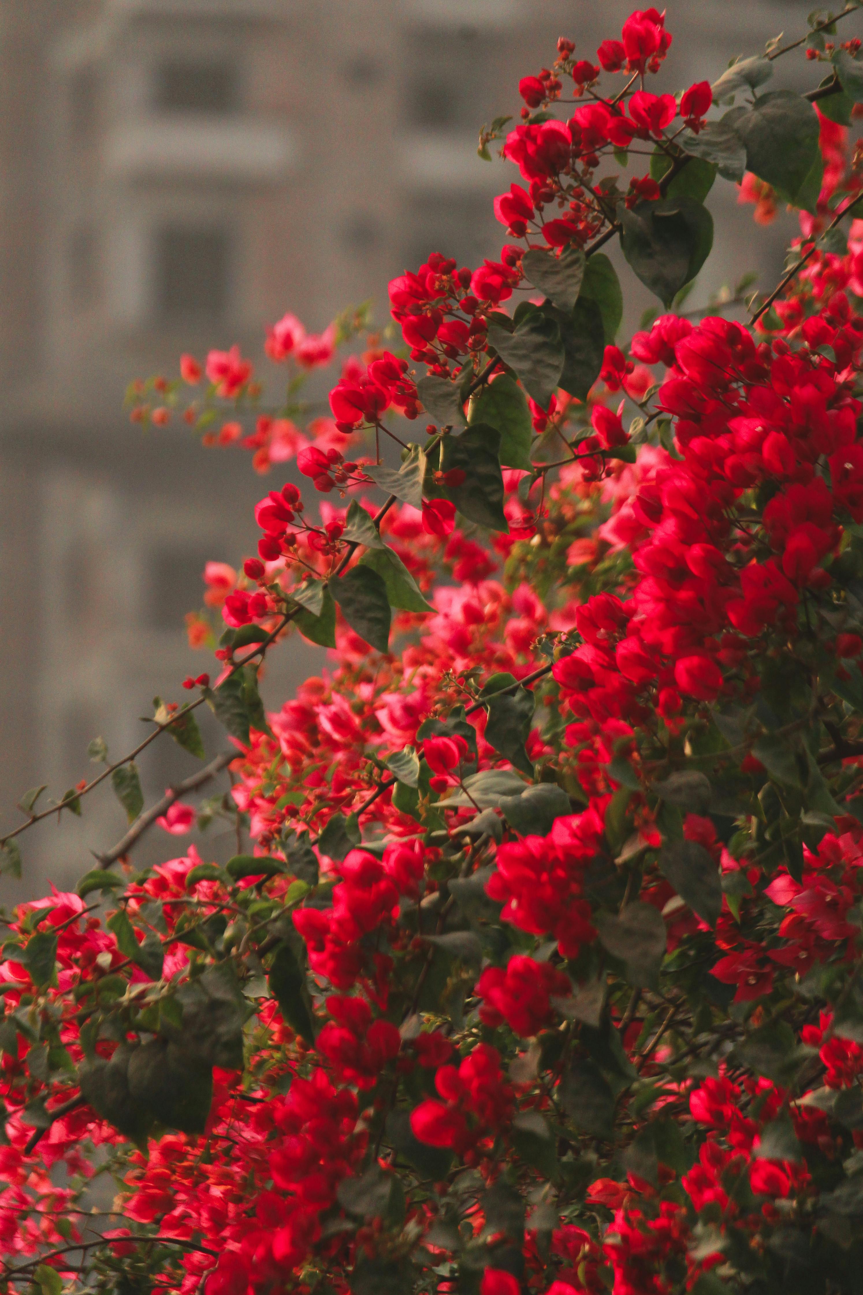 Bright red bougainvillea blooms contrast with city architecture in this vibrant outdoor shot.