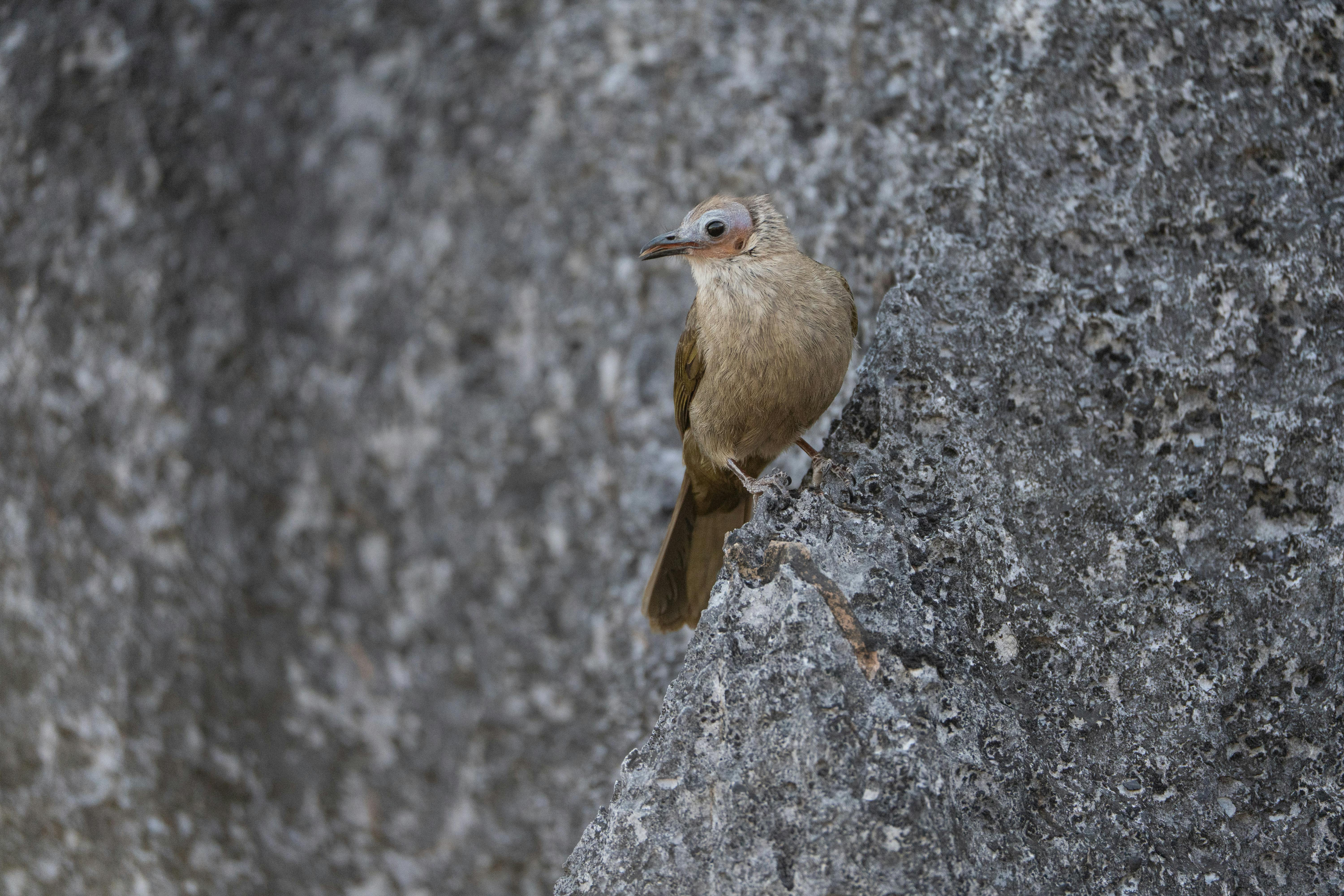 Gratis Un pájaro posado en una superficie rocosa en Khammaung, Laos, mostrando la belleza de la naturaleza en un entorno sereno. Foto de stock