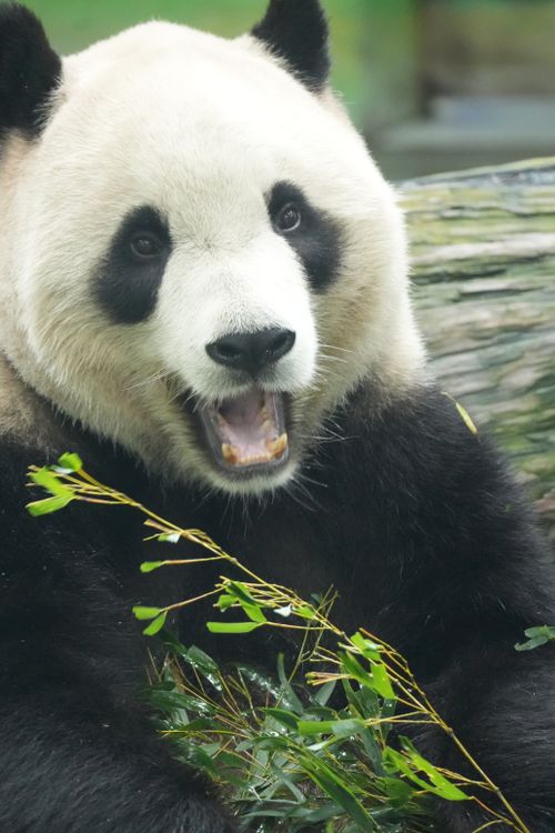 Free Close-up of a giant panda joyfully munching bamboo in a natural setting. Stock Photo