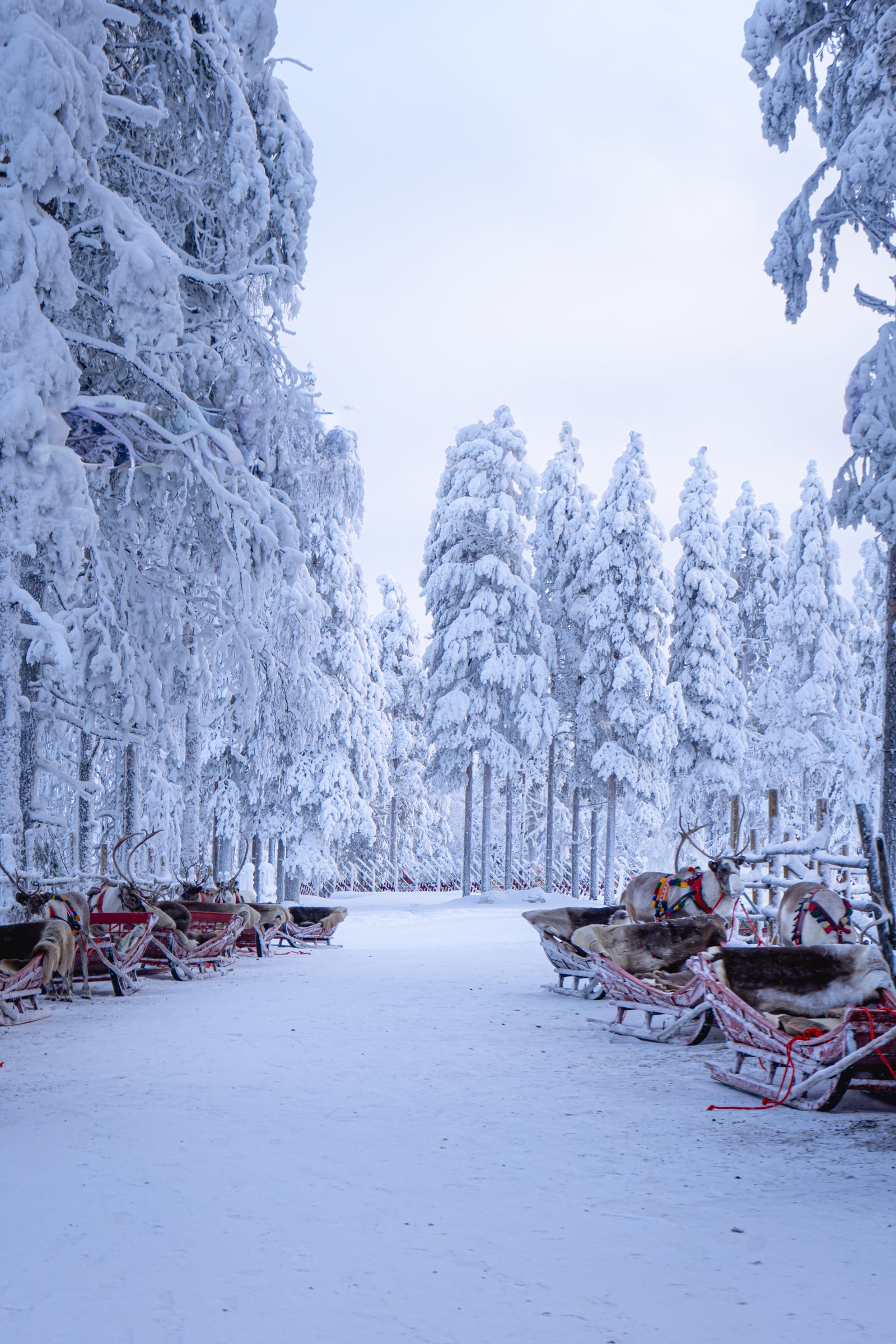 Reindeer sleigh ride under Northern Lights Finland