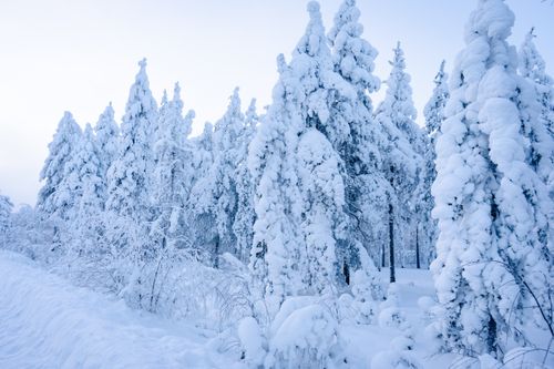 Free A pristine winter forest blanketed in snow captures the serene beauty of Lapland, Finland. Stock Photo