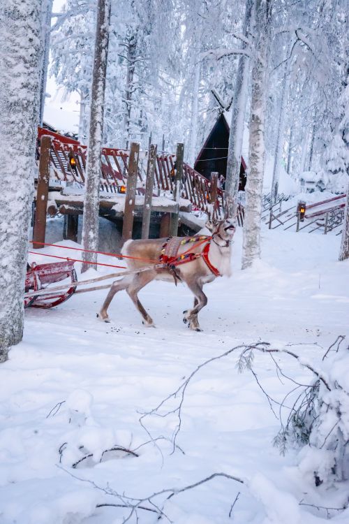 Free Reindeer pulling sleigh through snowy Lapland forest in winter scene. Stock Photo