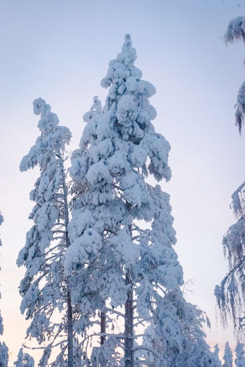 Free Majestic snow-laden trees under a serene winter sky in Lapland, Finland. Stock Photo