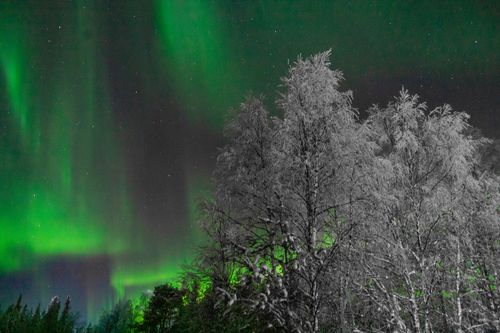 Free stock photo of aurora polaris, fir forest, lapland Stock Photo