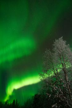 Stunning view of the Northern Lights over a snowy Finnish forest, capturing the beauty of Lapland's winter night sky.