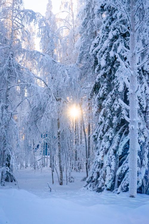 Free Captivating snowy forest in Lapland, Finland with sunlight filtering through the trees. Stock Photo