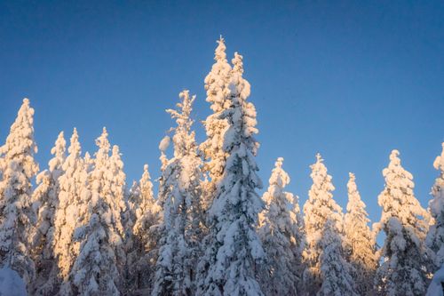 Free Snow-laden trees in Lapland, Finland, under a clear blue sky. Winter wonderland scene. Stock Photo