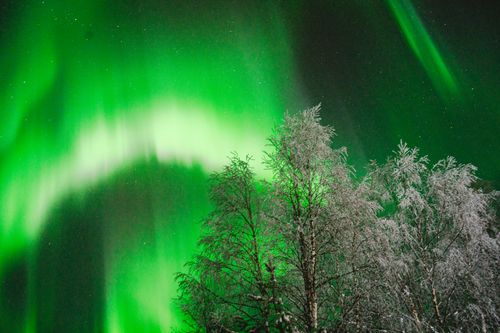 Free stock photo of aurora polaris, fir forest, lapland Stock Photo